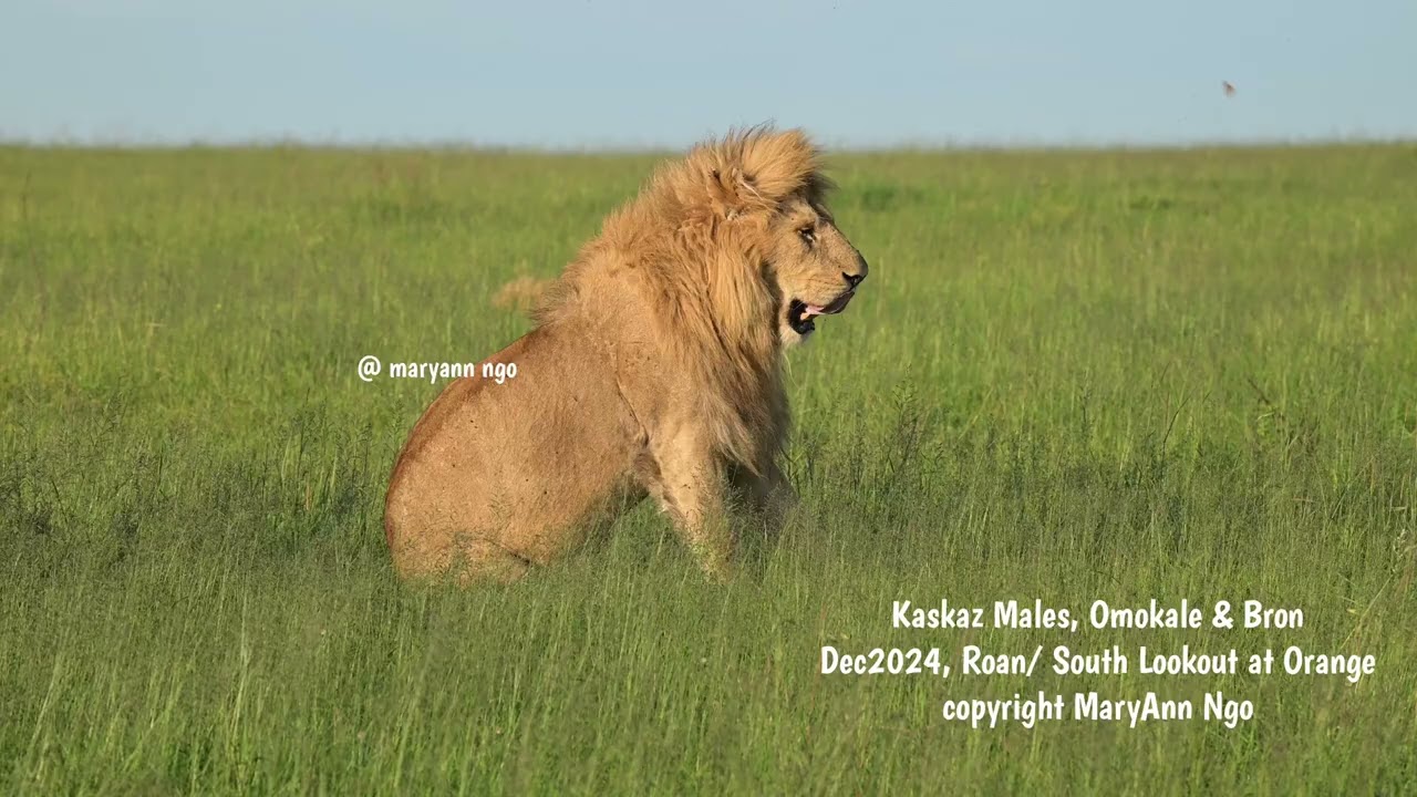 2 of 3 Kaskaz Males, Omokale & Bron, hugs, Maasai Mara lions
