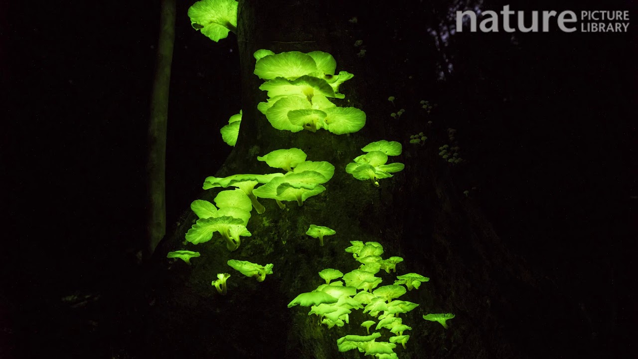 Timelapse from day to night of bioluminescent fungi on a tree trunk, Atherton Tablelands, Queensland