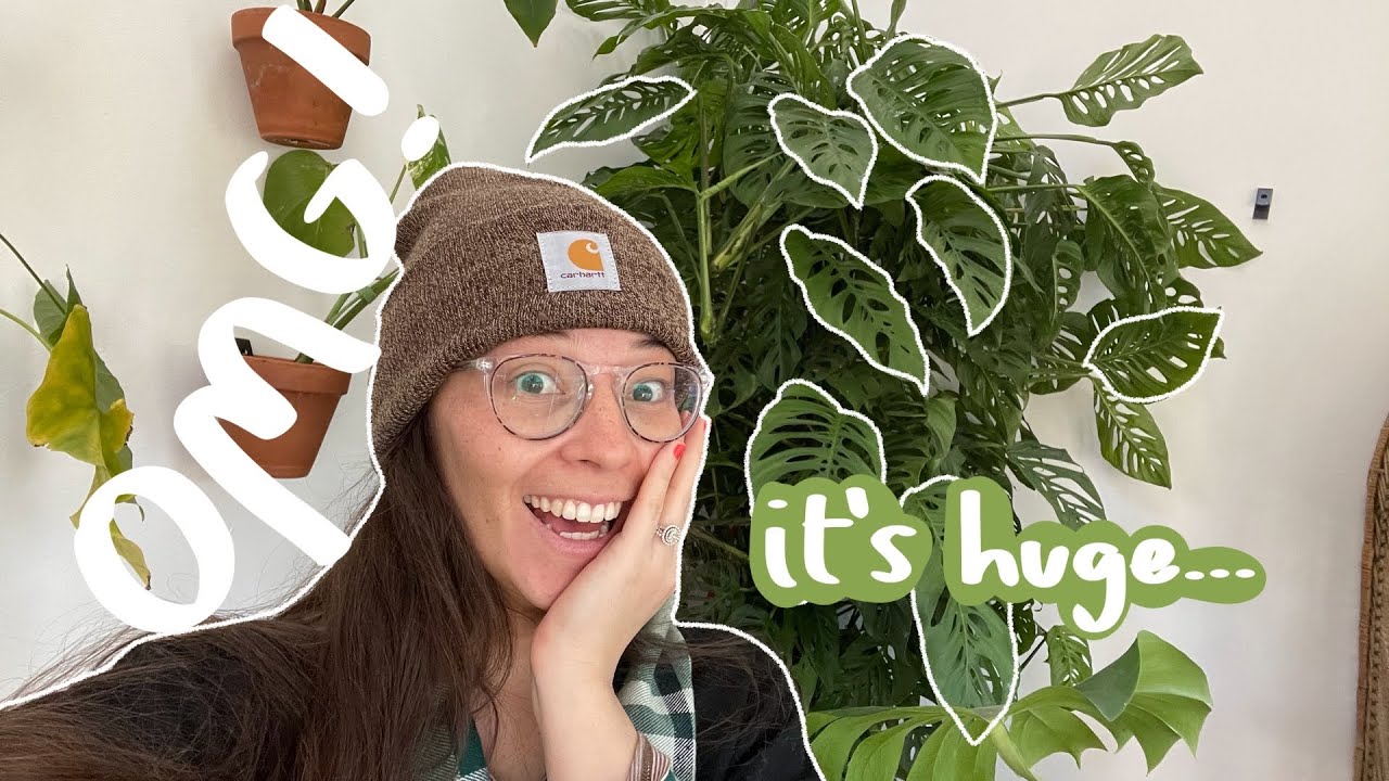 plant chores! | repotting & I bought a HUGE plant