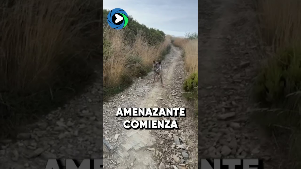 EL ATERRADOR MOMENTO EN EL QUE UN LOBO ACECHA A DOS PEREGRINOS DEL CAMINO DE SANTIAGO EN LE&Oacute;N