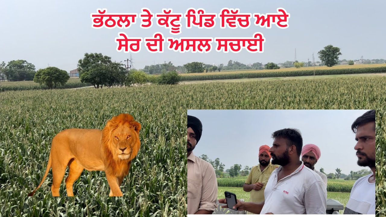 ਪਿੰਡ ਭੱਠਲ ਅਤੇ ਕੱਟੂ ਦੇ ਖੇਤਾਂ ਵਿੱਚ ਆਏ ਸ਼ੇਰ ਦੀ ਅਸਲ ਸੱਚਾਈ ਸੁਣੋ | Amrik Bhaini jassa#Reels