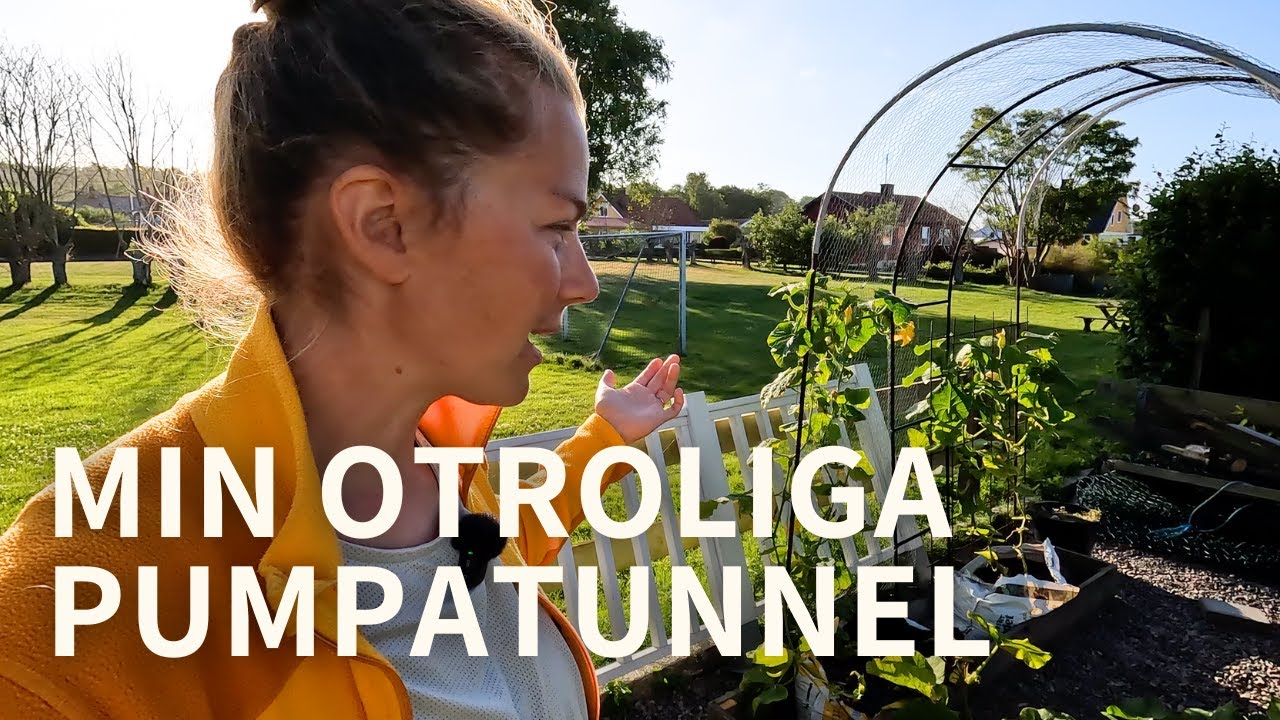 MIN OTROLIGA PUMPATUNNEL och en REJÄL potatisskörd!!