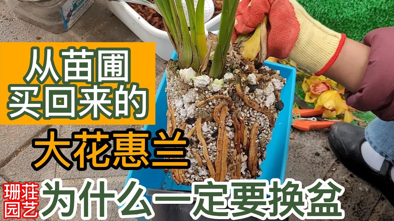 167从苗圃买回来的大花惠兰为什么一定要换盆