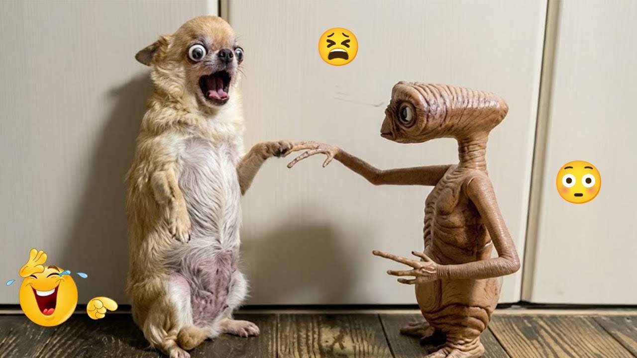 HILARIOUS DOGS That Will Make Your Day 😂🐕 Funny Dogs Fails 2026 #34