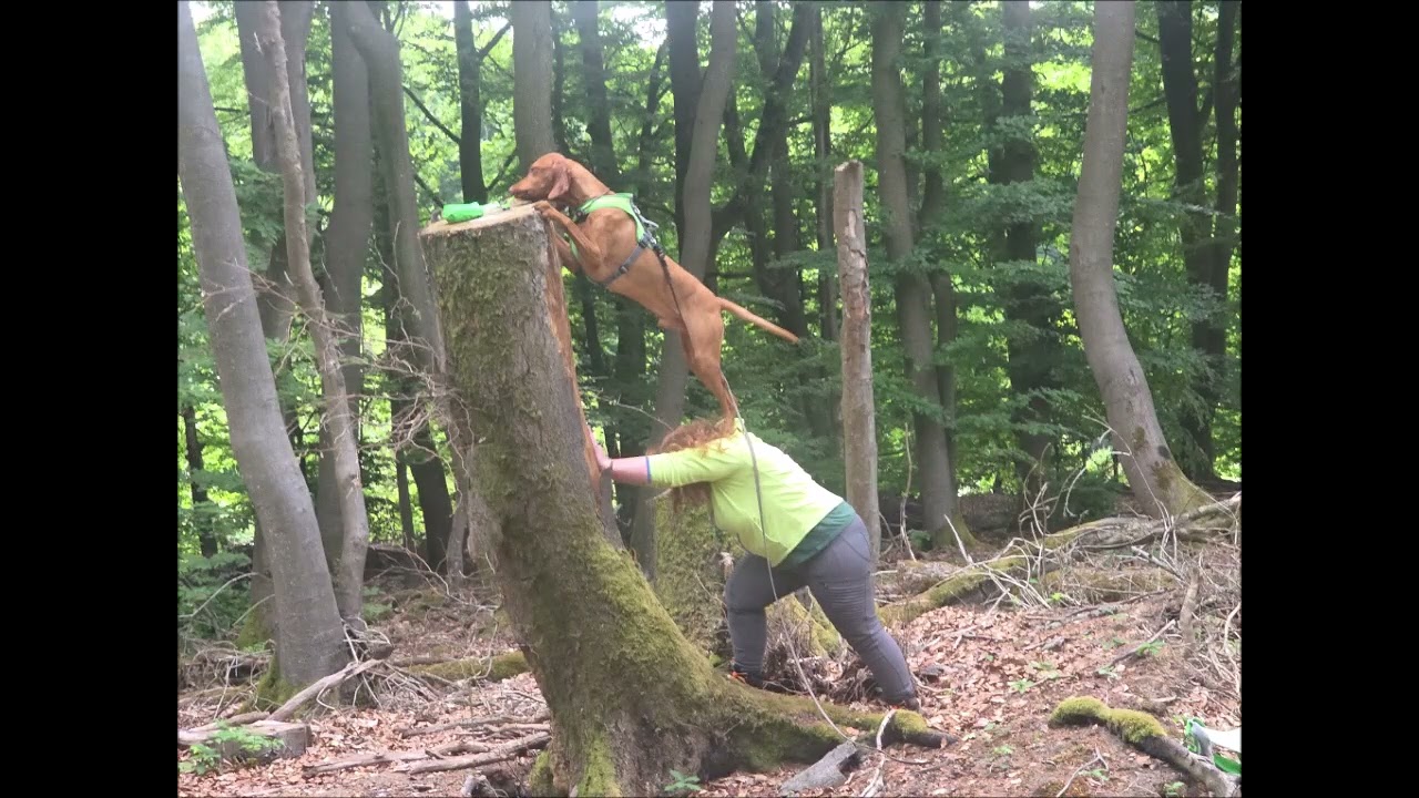 Trail Hunting Thema Schwieriges Bergen der Beute
