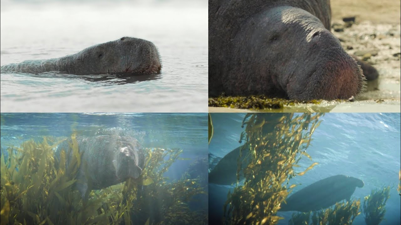 Prehistoric Planet Ice Age [2025] - Steller's Sea Cow (Hydrodamalis gigas) Screen Time