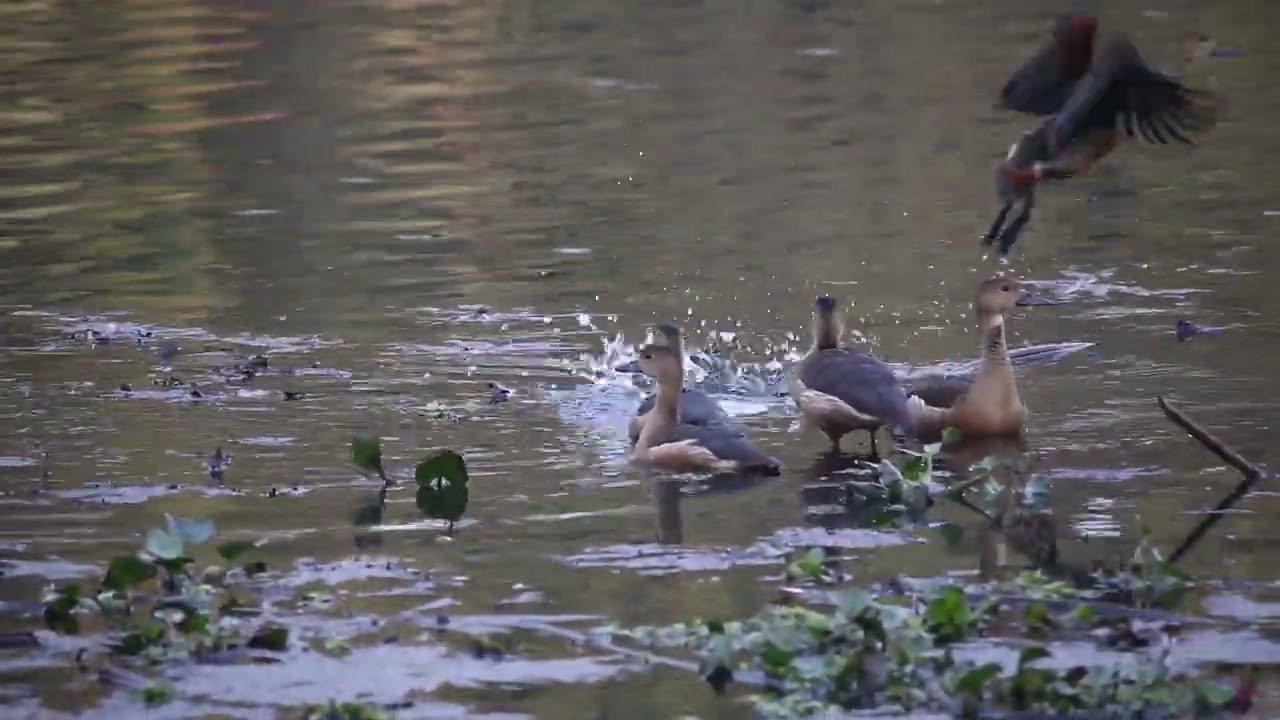 Lesser Whistling Duck / ছোট সরালি / পাতি সরালি (Dendrocygna javanica)