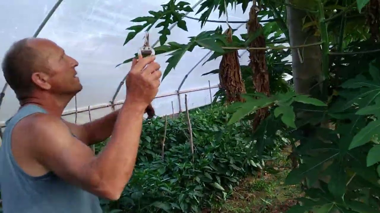 il primo frutto di papaya