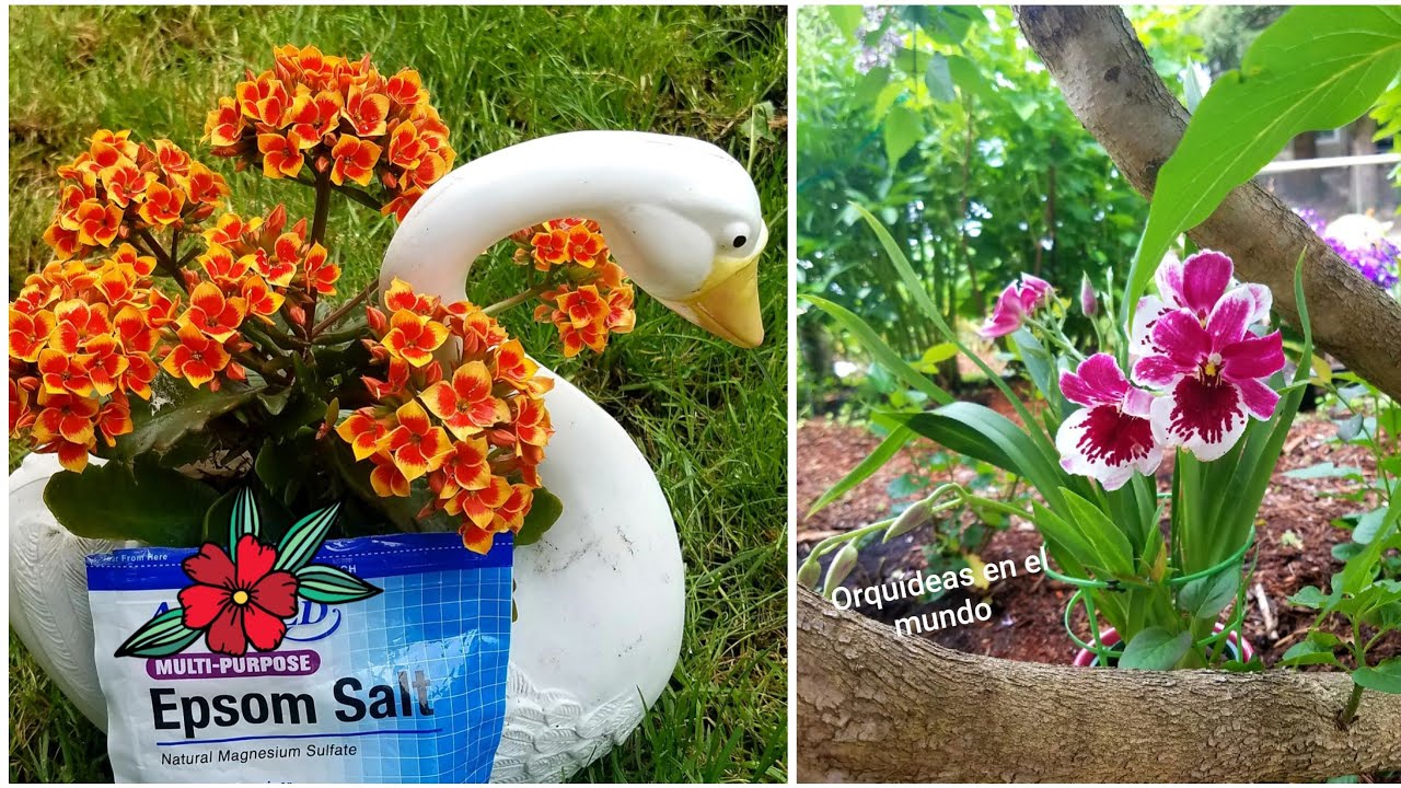 El mejor follage en Orquídeas y plantas ║Orquídeas en el mundo #saldeepsom #nutrientesplantas