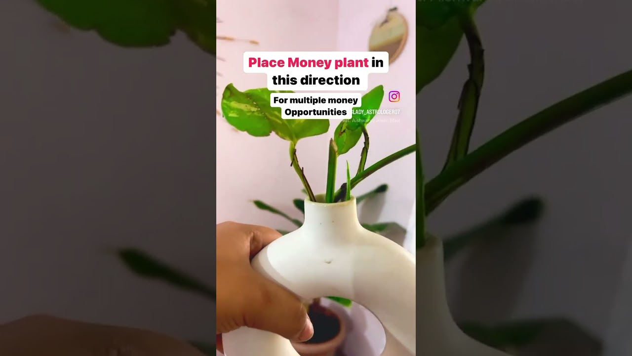 Best Direction to place Money Plant according to vastu #vastu #astrology
