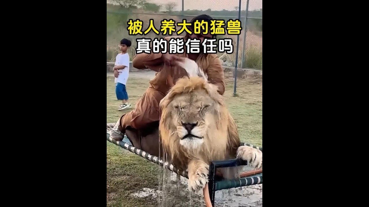 被人類從小養大的猛獸，真的能信任嗎？ #野生動物零距離 #猛獸 #馴服猛獸 #馴化猛獸