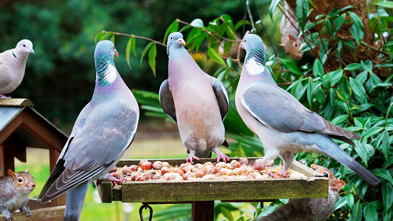 Тв для кошек 🕊️ Голубь-хулиган защищает еду от птиц и белок 🐿️ Птицы для кошек 4K HDR