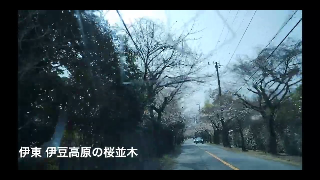 伊豆高原の桜並木 2026/3/29 ♪ Passing Dancing Note