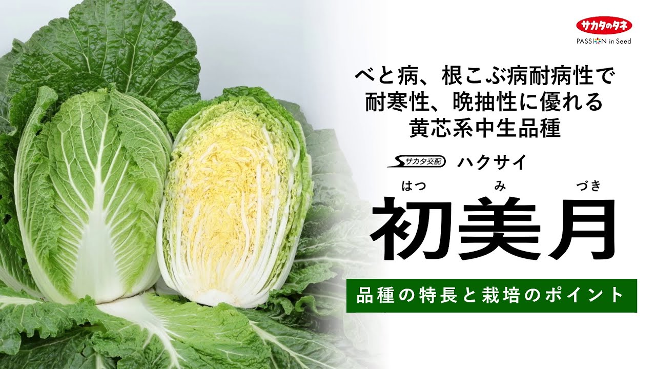 サカタのタネ【ハクサイ】「初美月」品種紹介