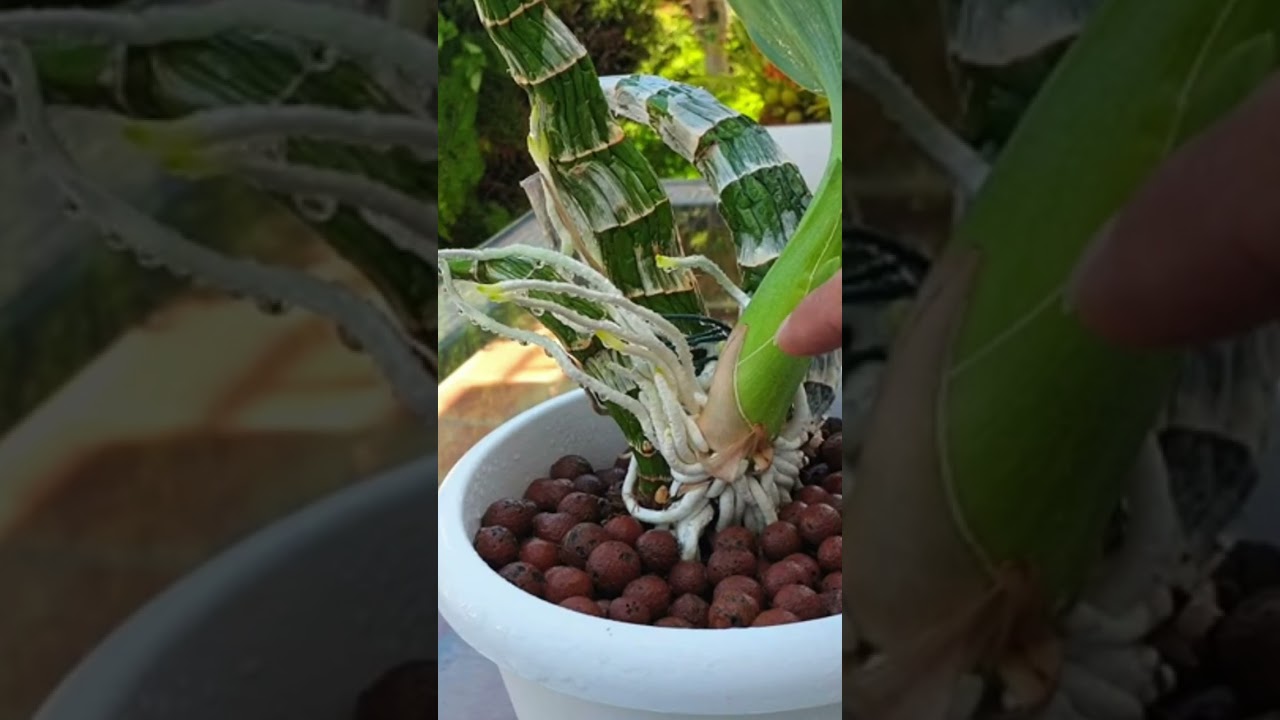 💦When to Water Your Catasetum Orchid 💦 Visual DEMO! Root Length is Key! #shorts #ninjaorchids