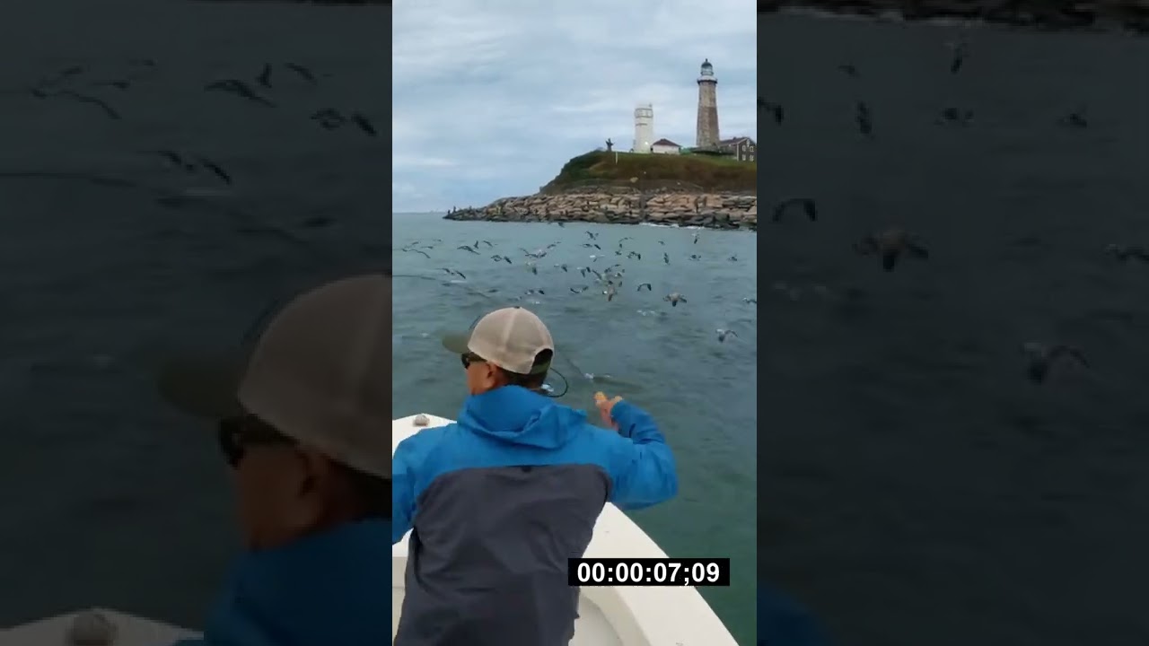 Striped Bass blitz and I'm all tangled up! Montauk Fall 2022 #shorts #fishing #montauk #newyork