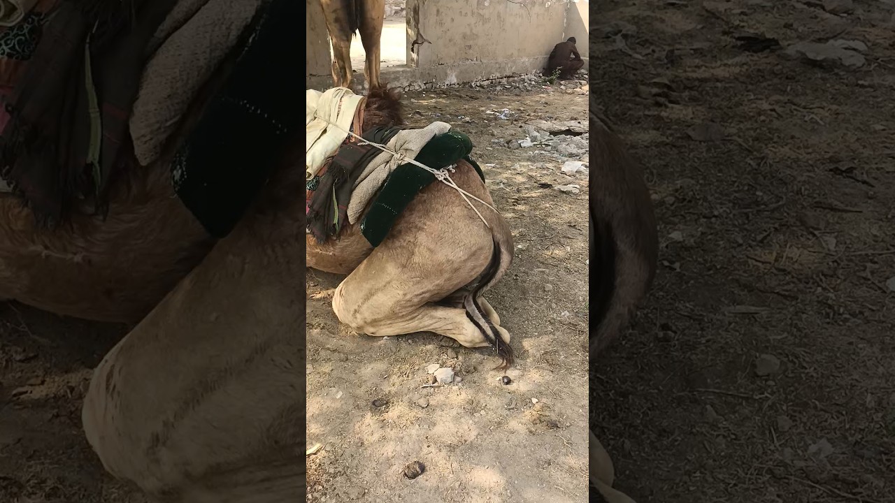 camel back side