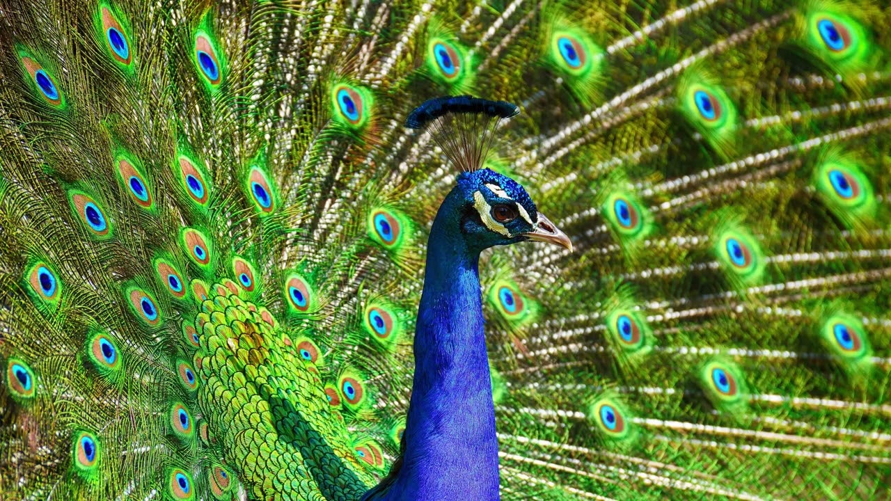 Peackock Sounds Noises - Peacock Train Rattle Sound Effect for Learning and Edits HD