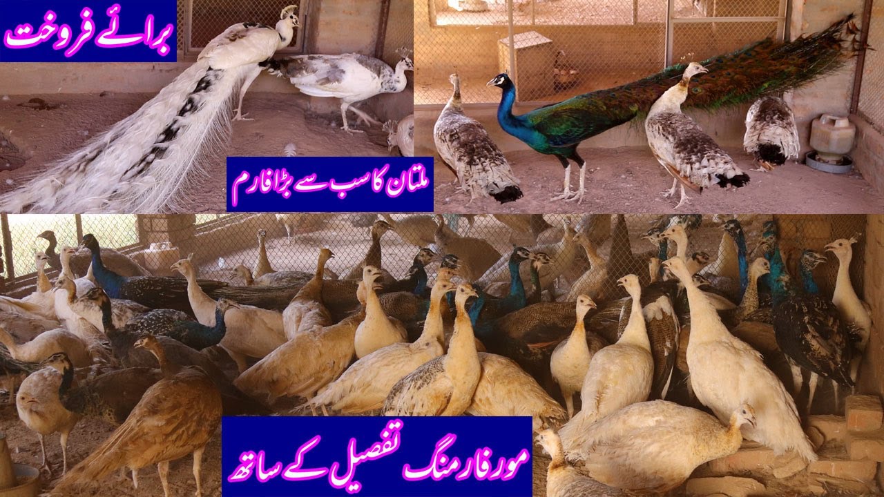 Visited at Furqan II Peacock Farm / Peacock Farming in Pakistan / Moor Farming in Pakistan 2022