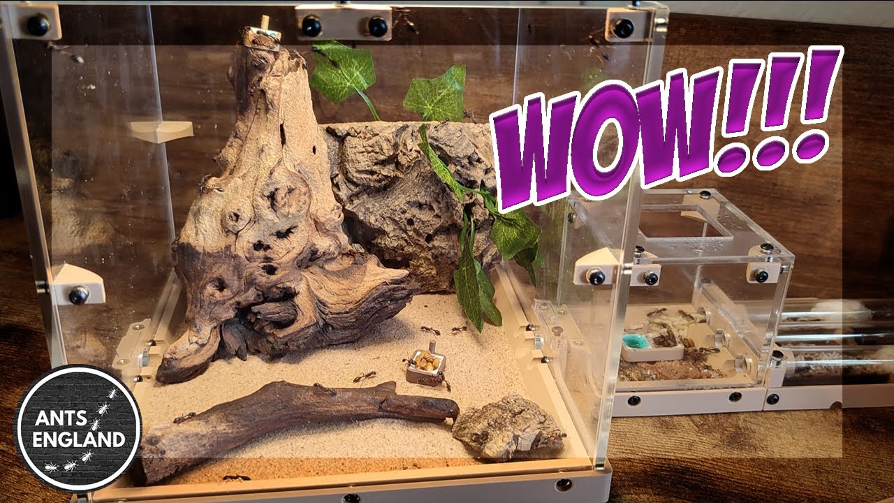 UPDATE!!! 5 COLONIES!! #ants #colony #lasius #formica #camponotus