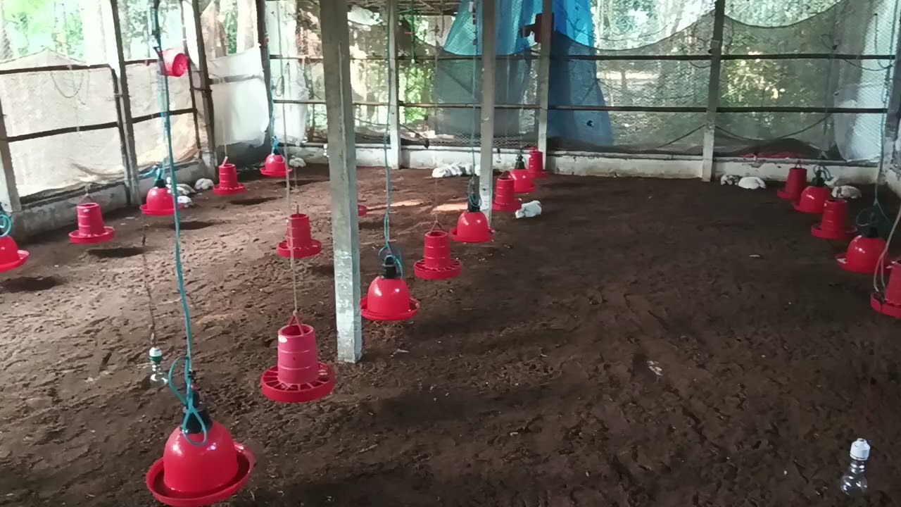 পিপলস এর ইপিএ গ্রেট বয়লার মুরগির বাচ্চা বয়স 30 দিন এবং 30 তম দিনে যা কিছু করা হলো,