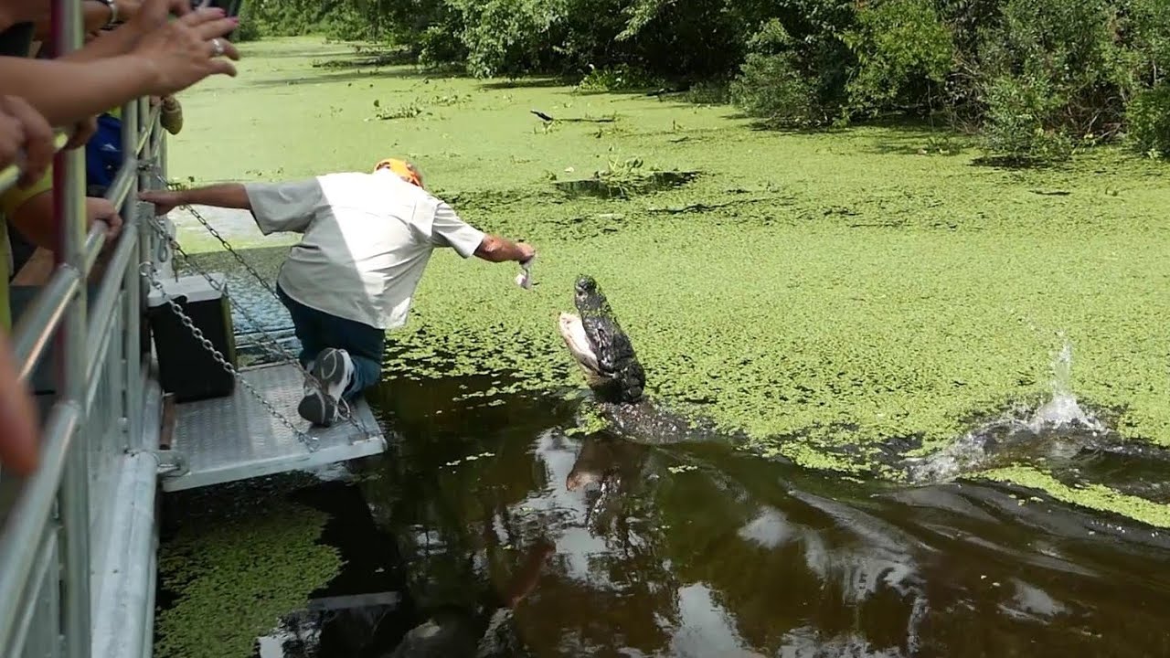 Alligator Swamp Tour in Louisiana (HD)