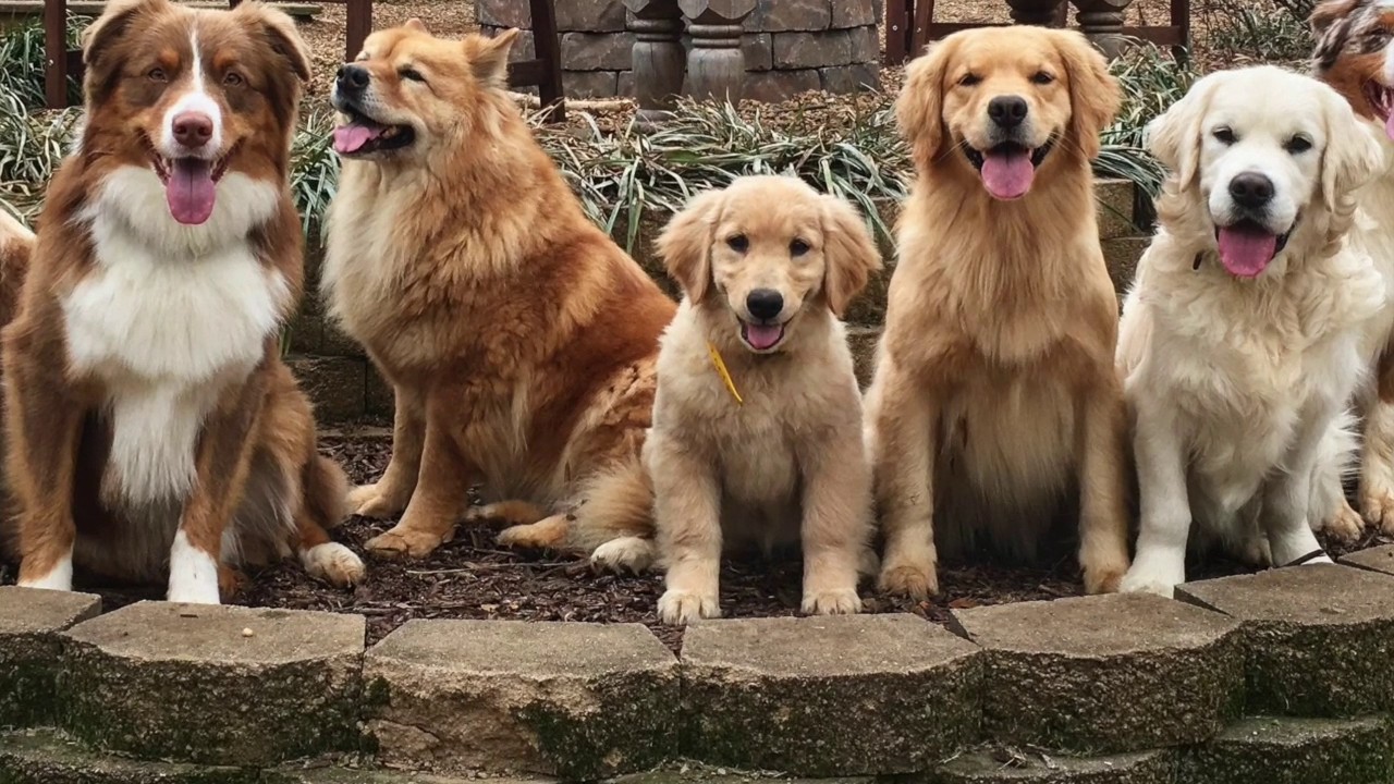 KeenDog Golden Retriever Puppy Training: What To Expect