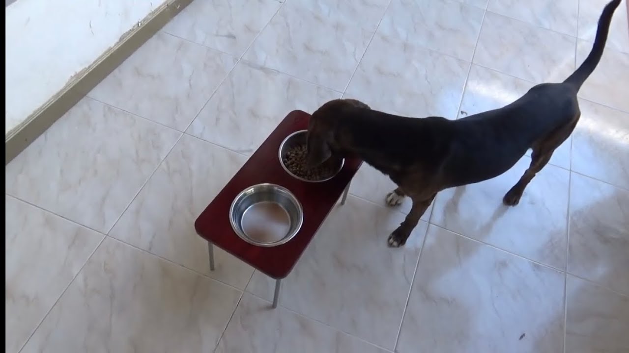 COMO HACER COMEDERO PARA MASCOTAS EN MADERA