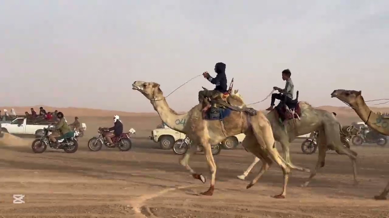 سباق الهجن ولاية المنيعة