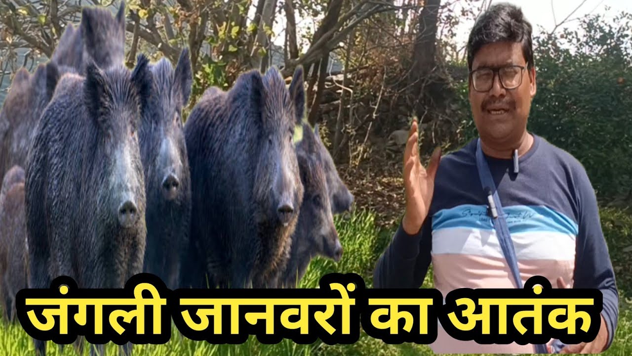 घरों तक घुस रहें है जंगली सूवर अब क्या होगा @paribhaipahadivlog8045 🙏