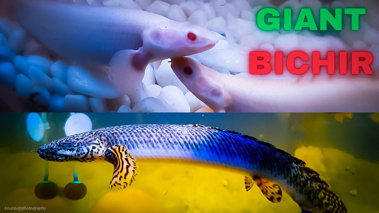 Everything About Senegal Bichir
