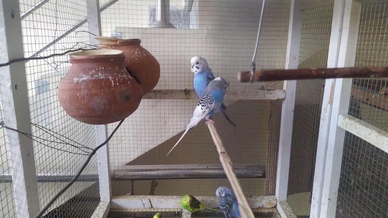 Beautiful Australian parrots