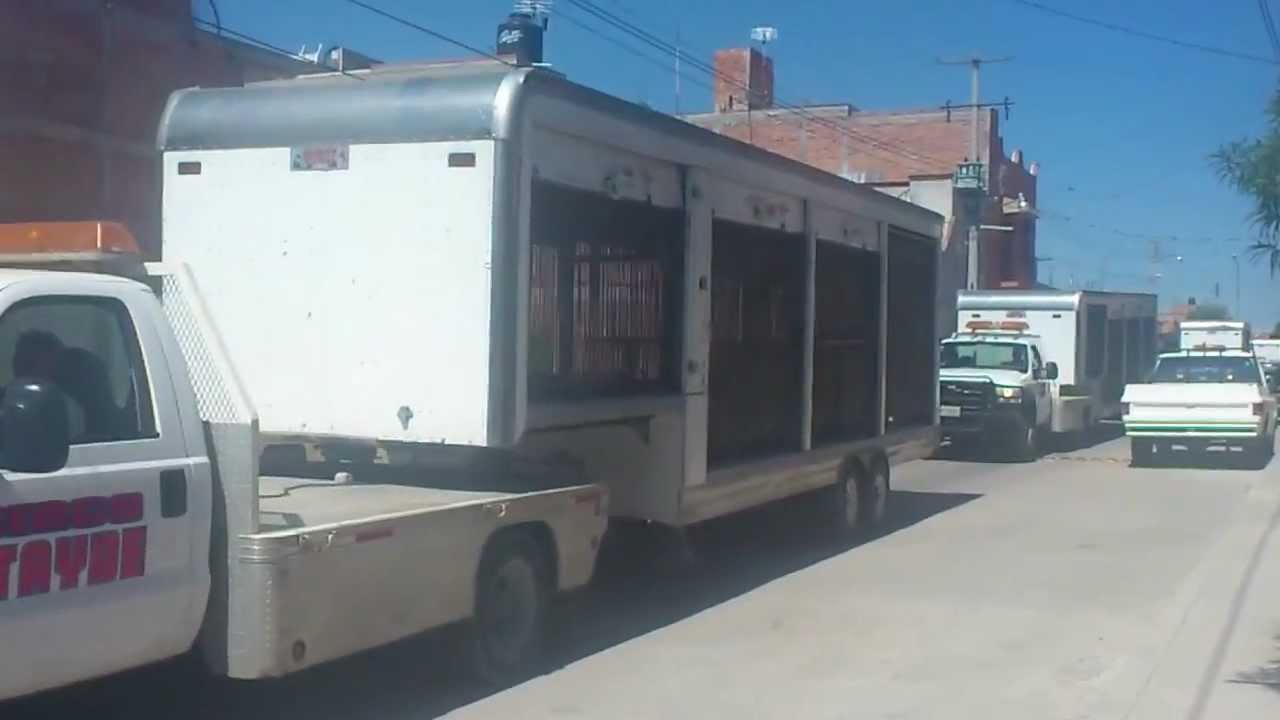 El circo llegó a mi ciudad