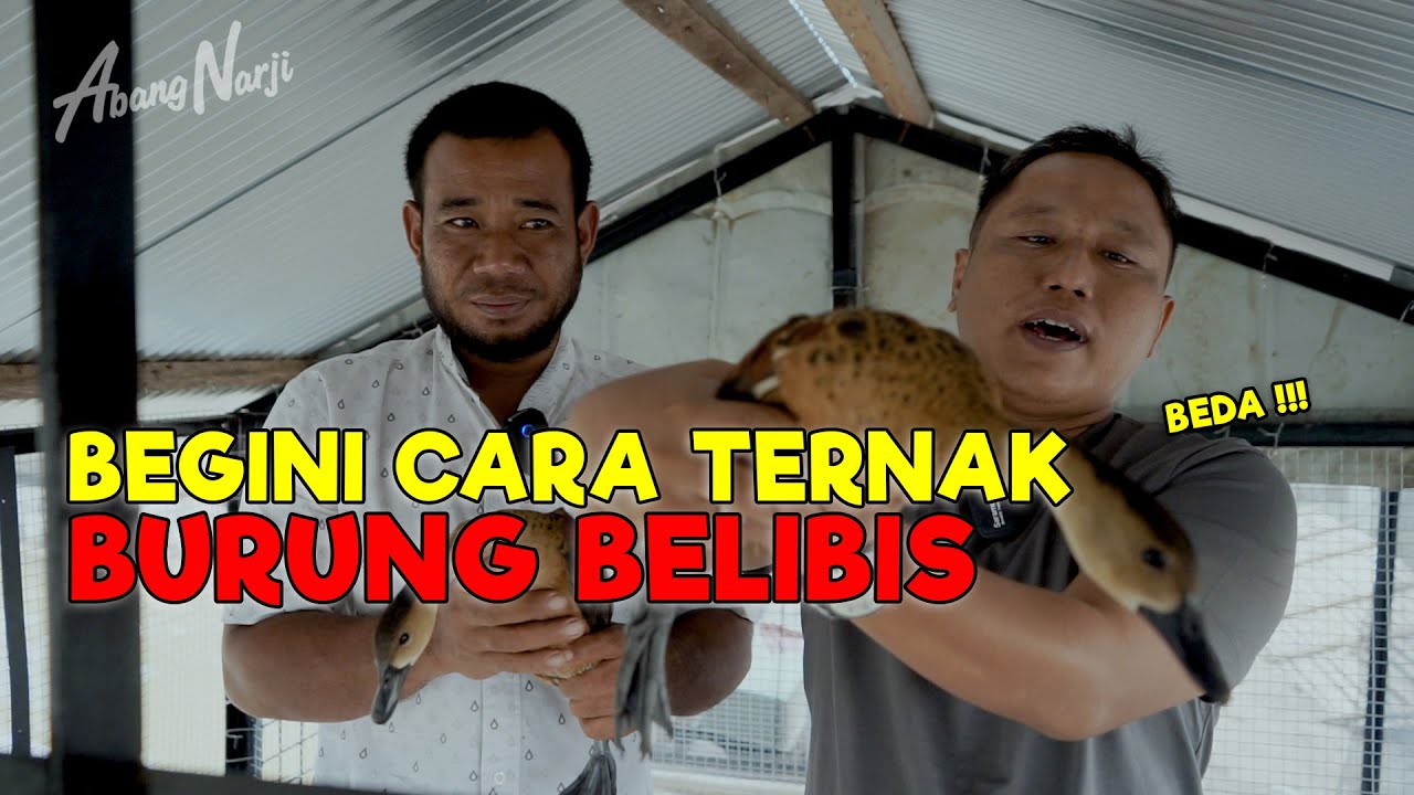 ASLI NO HOAX !!! BEGINI CARA TERNAK BURUNG BELIBIS YANG ADA DI SULAWESI - JURAGAN LAHAN