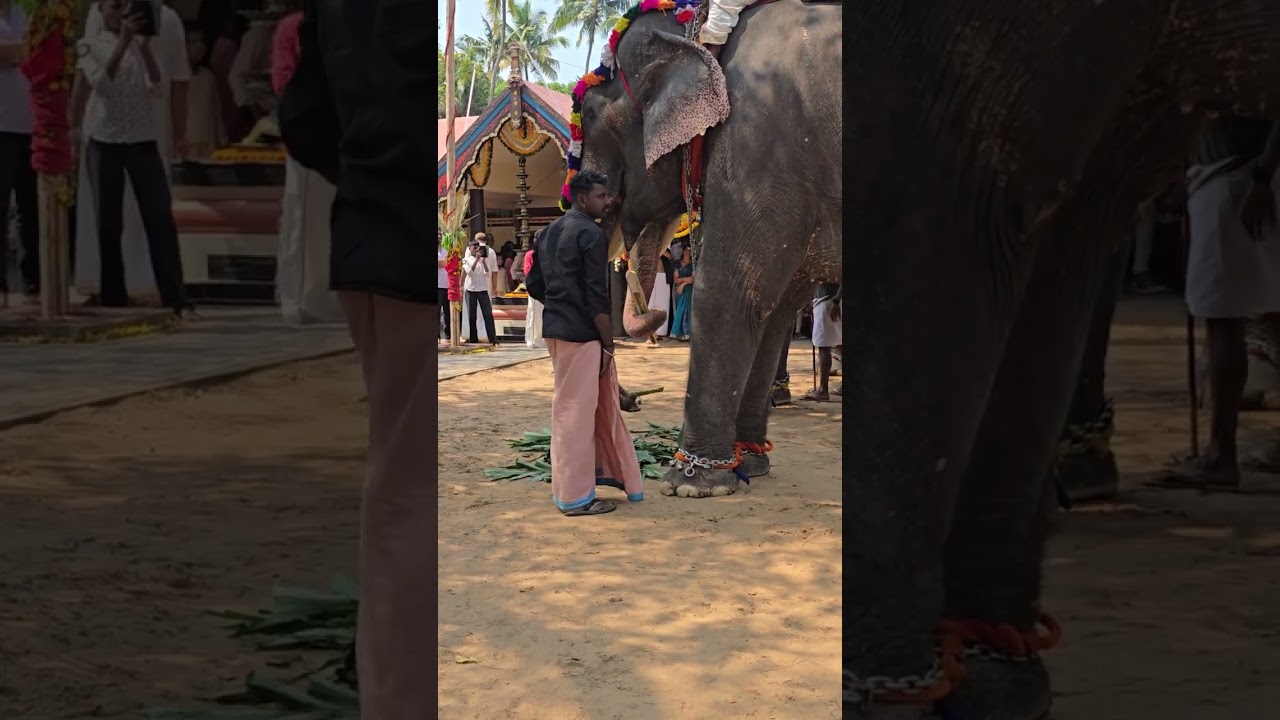 The papan removes the strap between the horn and the trunk.