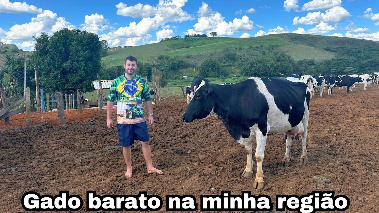 Compramos uma vaca leiteira de 20L que ia ser vendida pro açougue.  Quanto pagamos nela ?