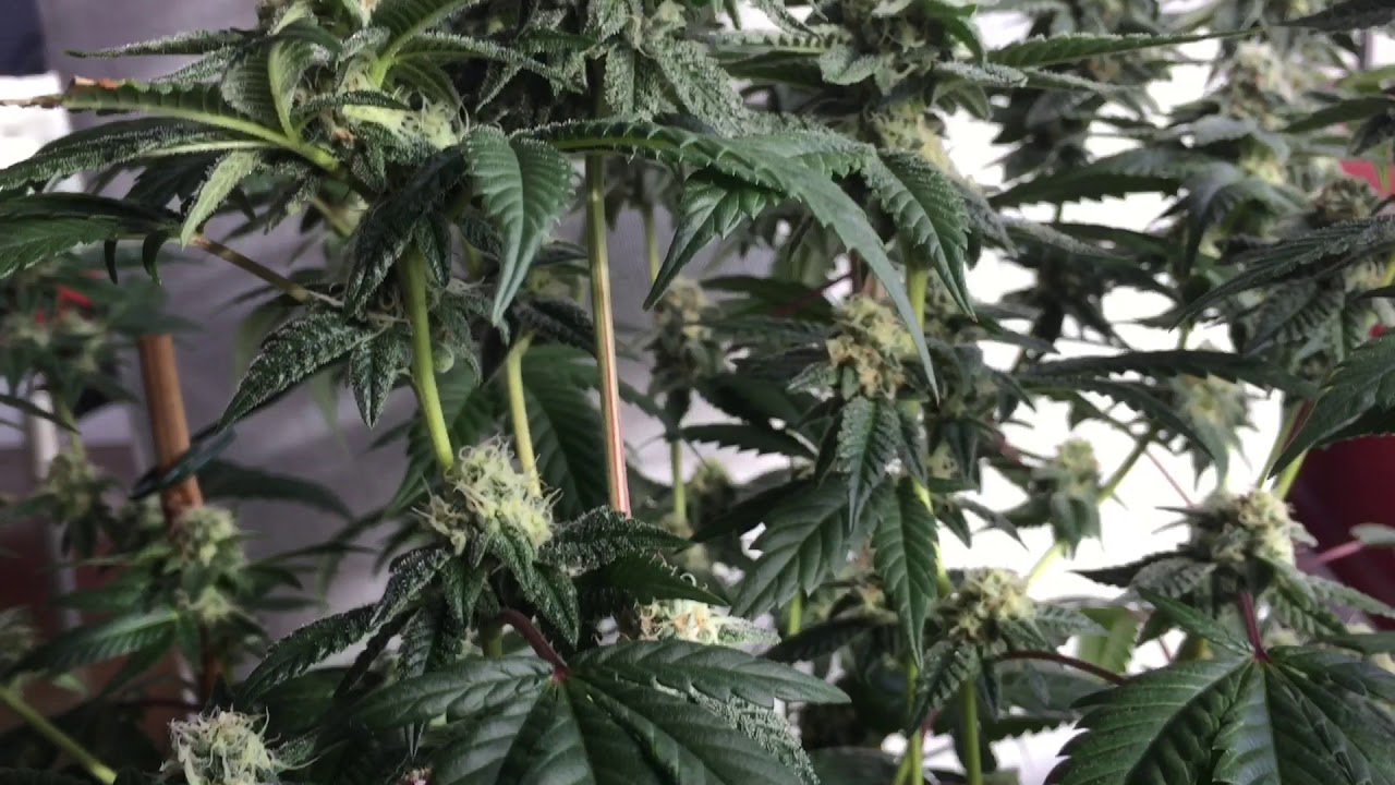 Dosidos Week 4 Flower PCG Purple City Genetics