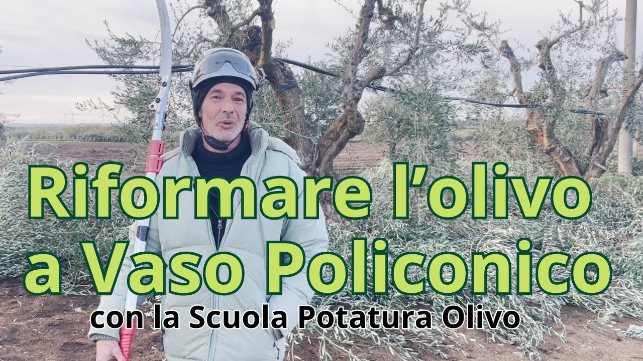Potatura drastica? No! Riforma a Vaso Policonico, ragionata e con metodo