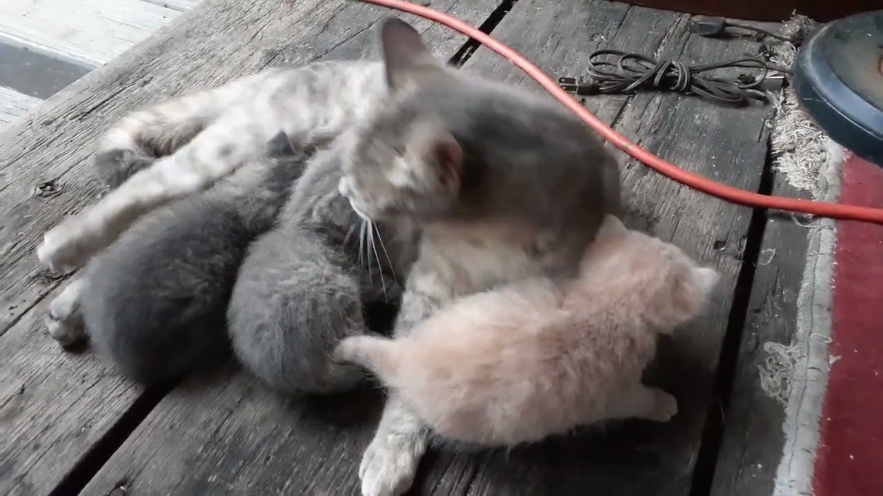 Kitty's Motherly Love
