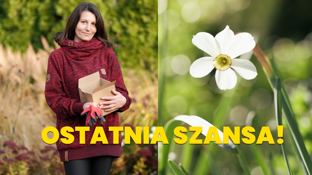 🌷 Ostatnia szansa na sadzenie narcyzów. Jak dobrze posadzić narcyzy 🌸