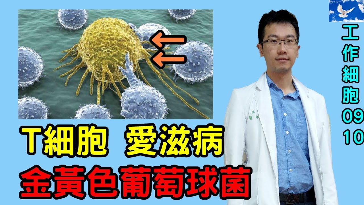 只接受菁英不接受垃圾？原來T細胞這麼來的！|『工作細胞』09-10劇情&彩蛋解析 | はたらく細胞 | Cells At Work!