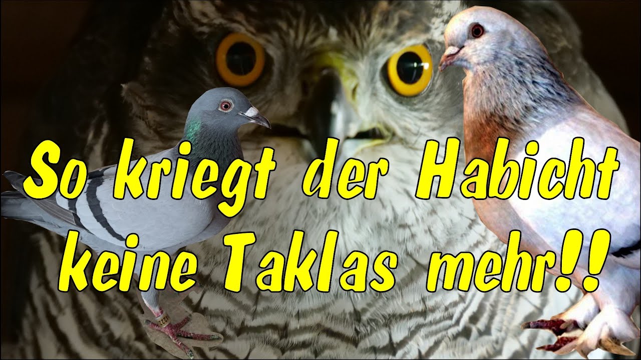 Habicht gibt nicht auf und jagt wieder meine Brieftaube | Greifvogel Angriffe