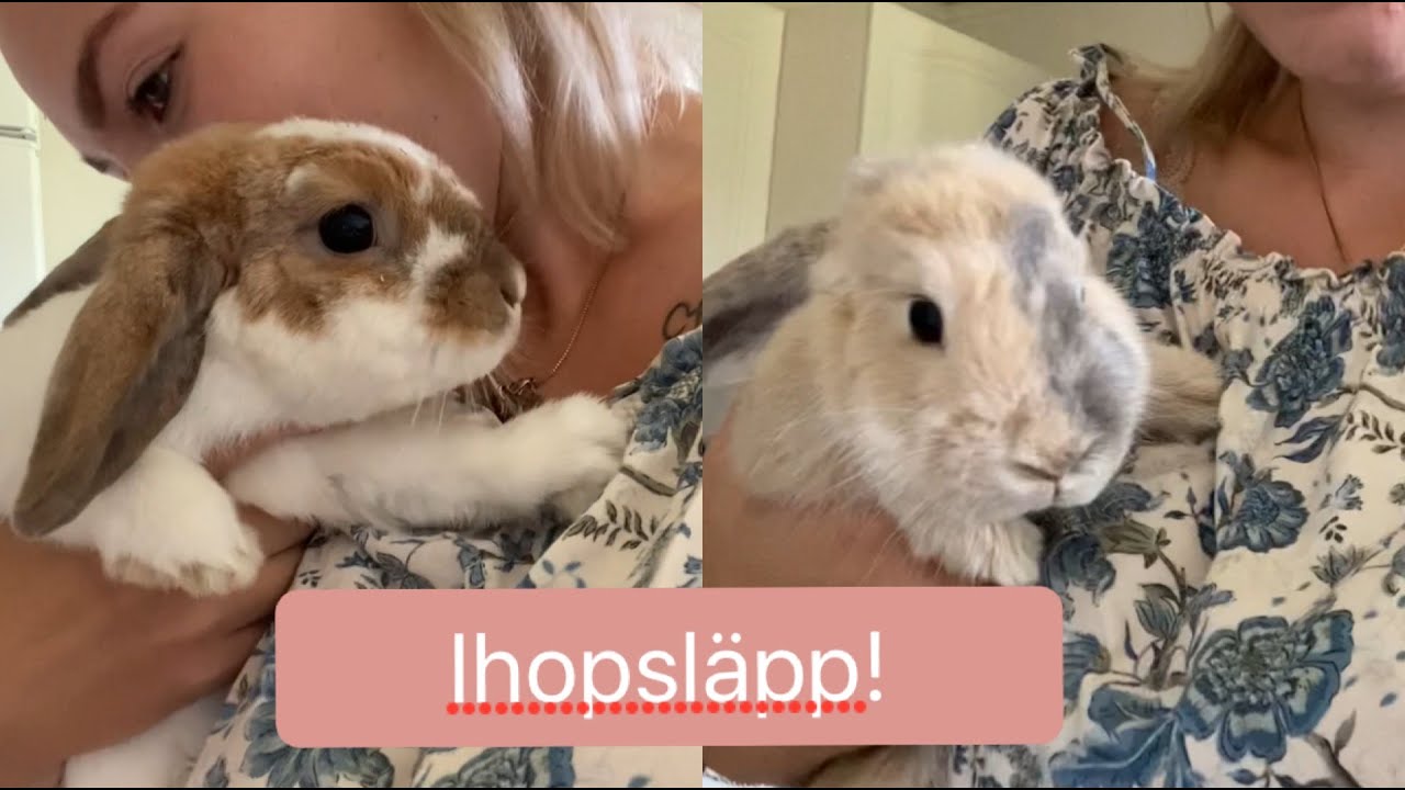 Släpper ihop mina kaniner för första gången!