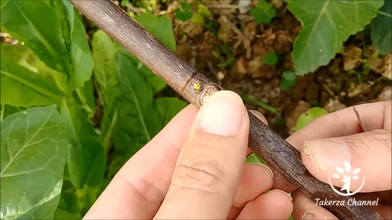 Greffe en écusson sur un figuier | T or Shield bud grafting on fig tree | تطعيم التين بطريقة العين