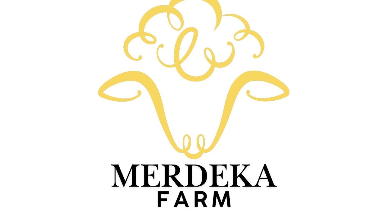 Semua domba kambing sudah masuk kandang