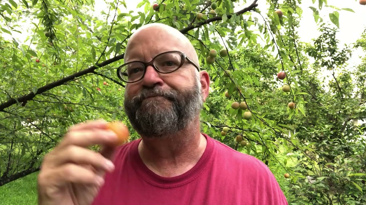 Toole's Heirloom Chickasaw Plum Variety Review 2024