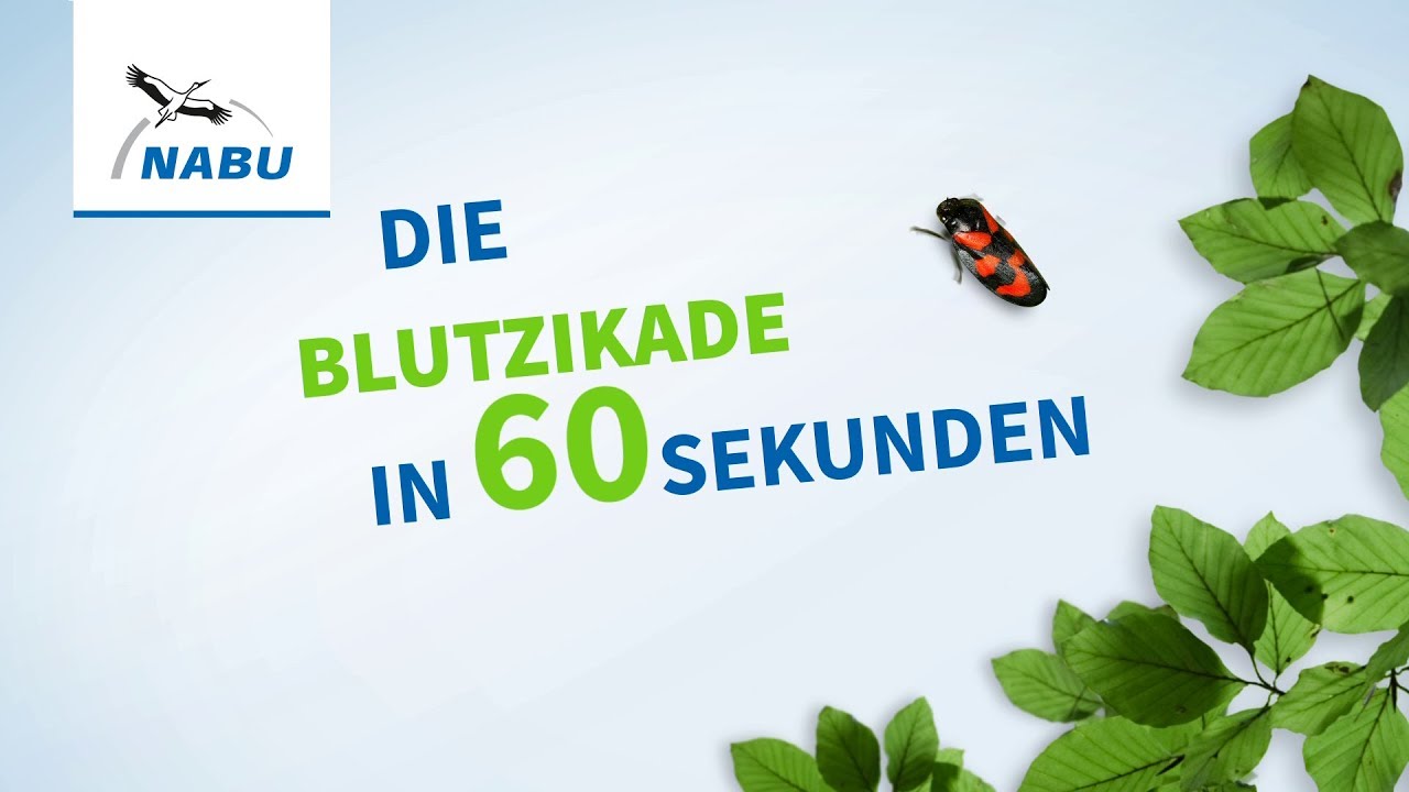 Die Blutzikade in 60 Sekunden