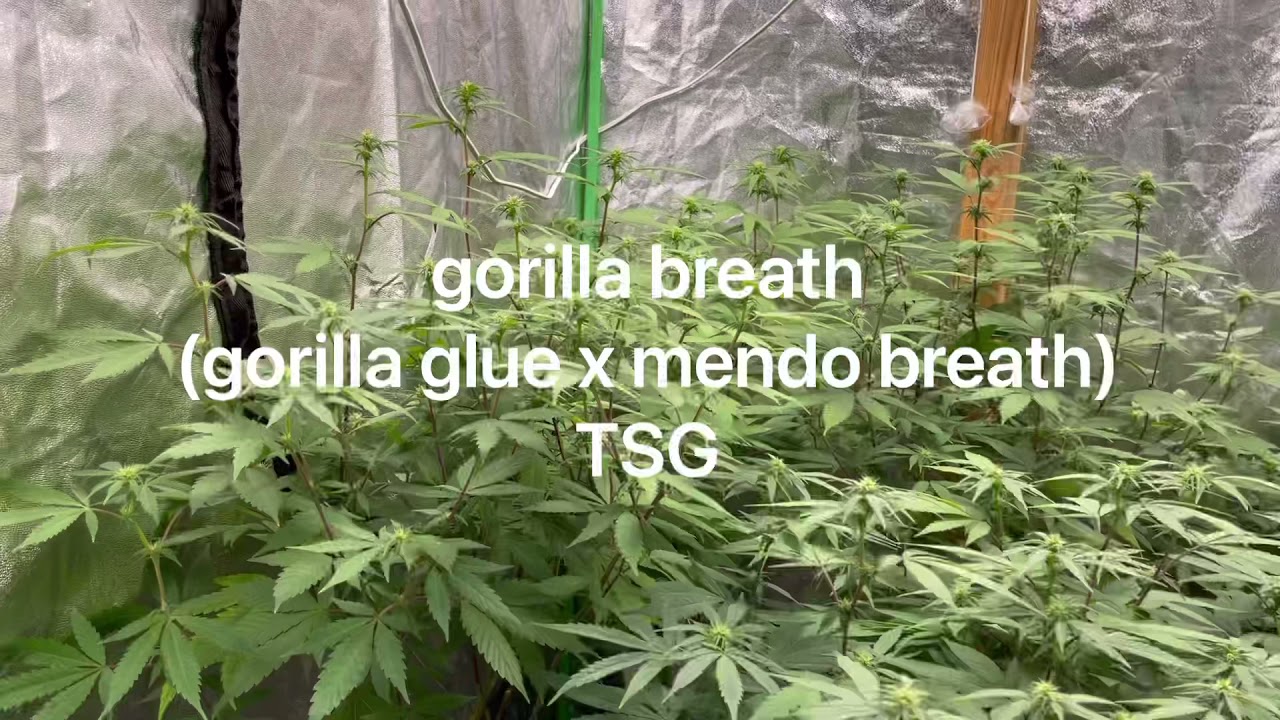 day 13 of flower under the spider farmer 4000