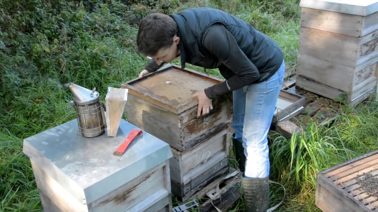 Pia Aumeier ► Verjüngung von Altvölkern im Oktober   Pflege eines Ablegers Teil 7 1080p 24fps H264 1