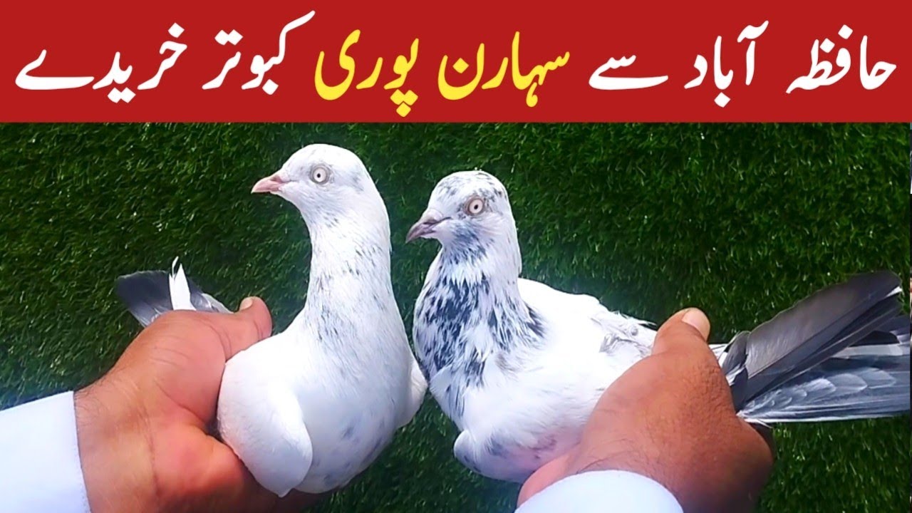 Bought saharanpuri pigeon || Shopping of Saharanpuri Pigeons from Hafizabad || @amjadaliofficial528